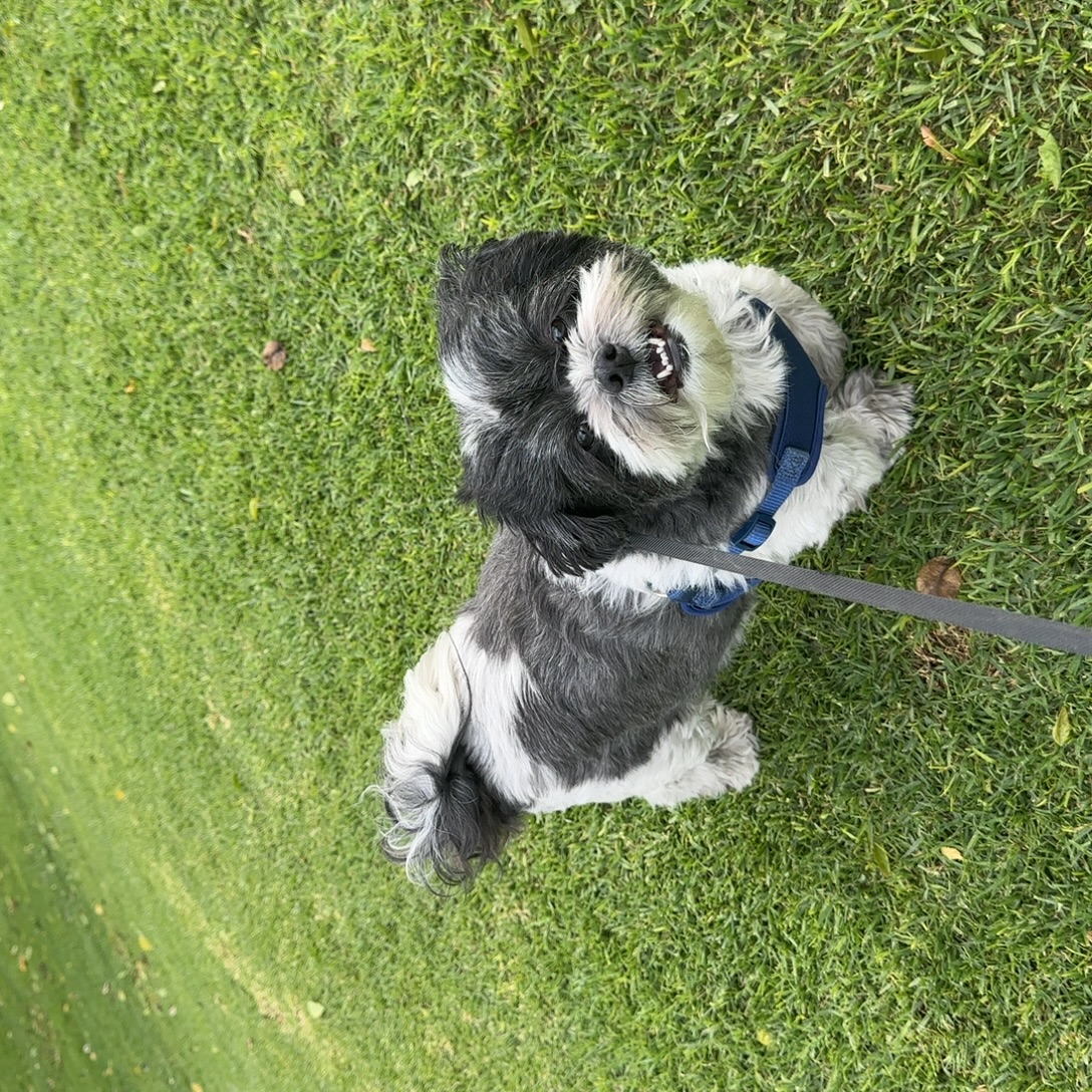 Picture of a maltese shih tzu dog named Toby smiling in the wind.